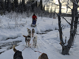 Dog sled ride