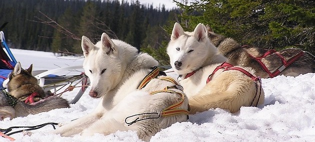 Amazing siberian hot sale husky farm