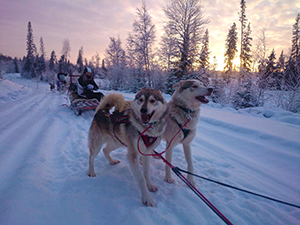 Dog sled ride