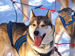 Dog sled ride