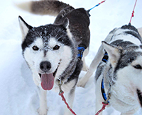 Dog sled ride