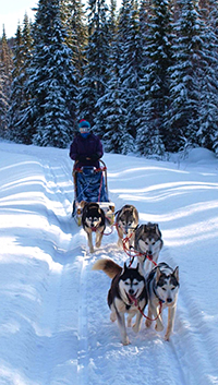 Dog sled ride