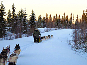 Dog sled ride