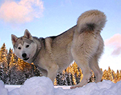 Dog sled ride