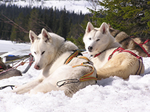 Wilderness Lunch Sled Dog Tour