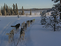 Wilderness Lunch Sled Dog Tour