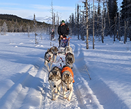 Wilderness Lunch Sled Dog Tour