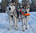 Wilderness Lunch Sled Dog Tour