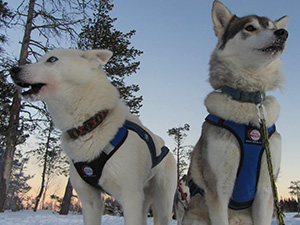 Dog sled ride