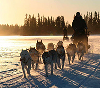 Dog sled ride