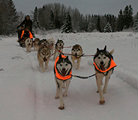 Dog Sled Ride